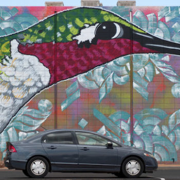 hummingbird mural